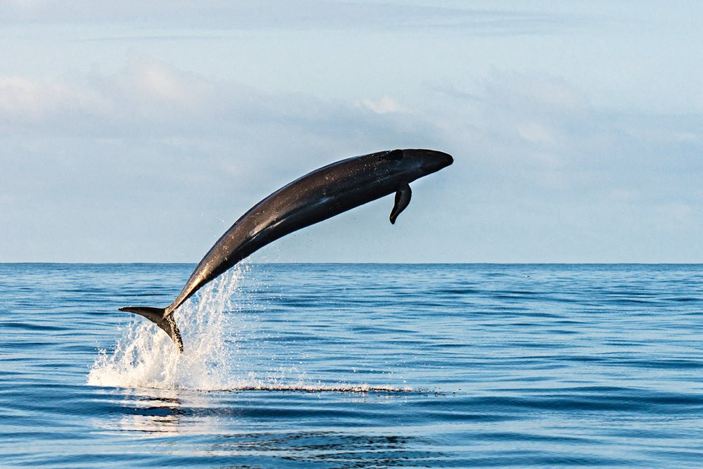 Zkřížením delfína skákavého a kosatky černé (na obrázku) vznikne velfín