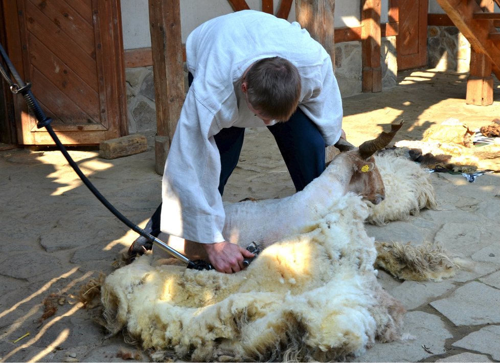 Na Velikonoce se v brněnské ZOO budou stříhat ovce.