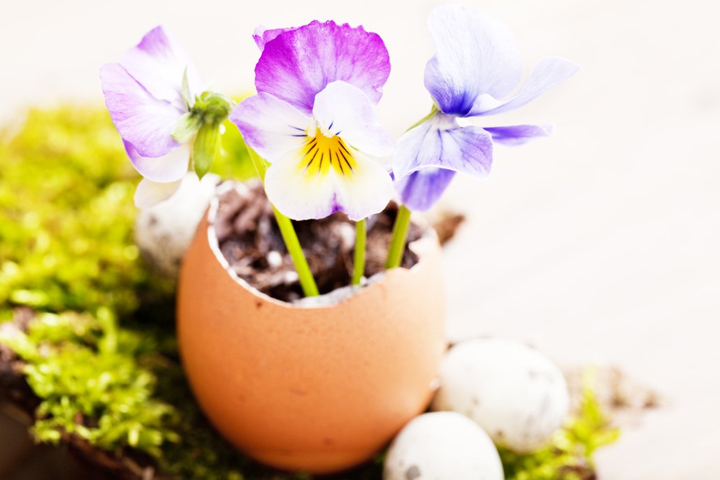 Kvítky fialek můžete zasadit do vaječných skořápek.