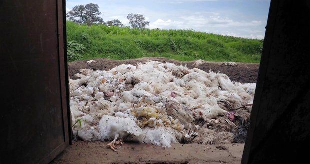 Na farmě v horku pomřely tisíce kuřat (ilustrační foto).