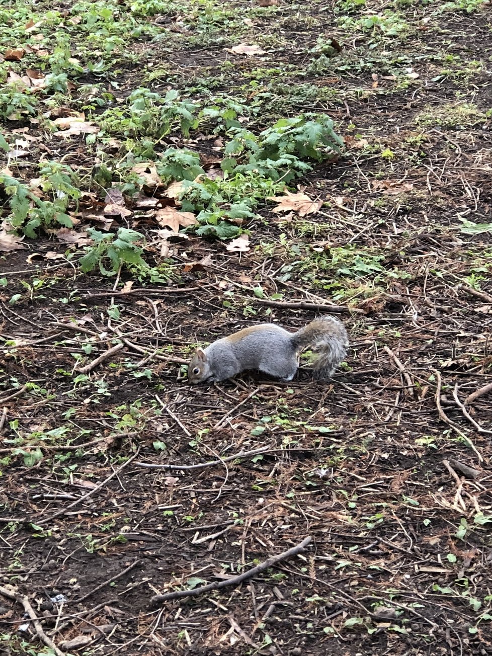 V parcích jsou veverky, které se nechají krmit z ruky