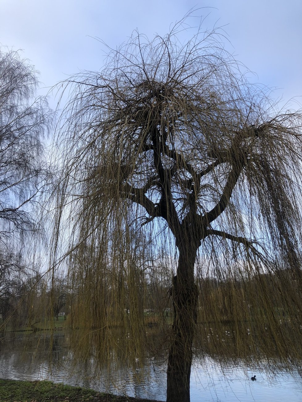 Londýnský park