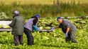 Na pracovníky z východu Evropy do značné míry spoléhá například britské zemědělství.
