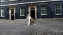- Zatímco britskou vládu nyní čeká mnoho personálních změn, post "vrchního myšilova" v sídle premiérů v Downing Street ale bude i nadále zastávat populární kocour Larry. - Zatímco britskou vládu nyní čeká mnoho personálních změn, post "vrchního myšilova" v sídle premiérů v Downing Street ale bude i nadále zastávat populární kocour Larry.