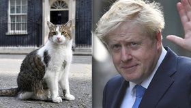 Vrchní myšilov zůstává: Johnson „zdědil“ v Downing Street i hvězdného kocoura Larryho