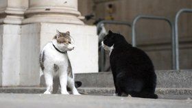 Larry a Palmerston před Downing Street číslo 10.