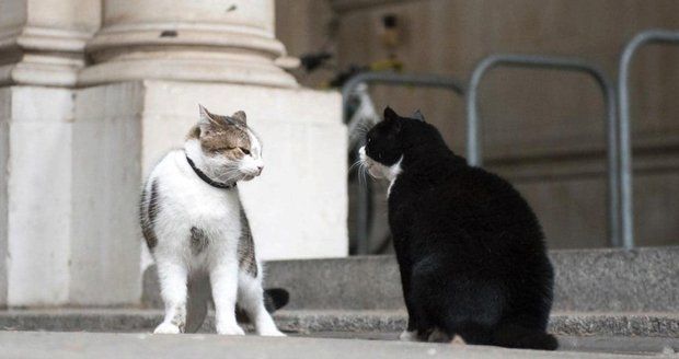 Napětí mezi britskými politiky: Účty si mezi sebou vyřizují už i jejich kočky