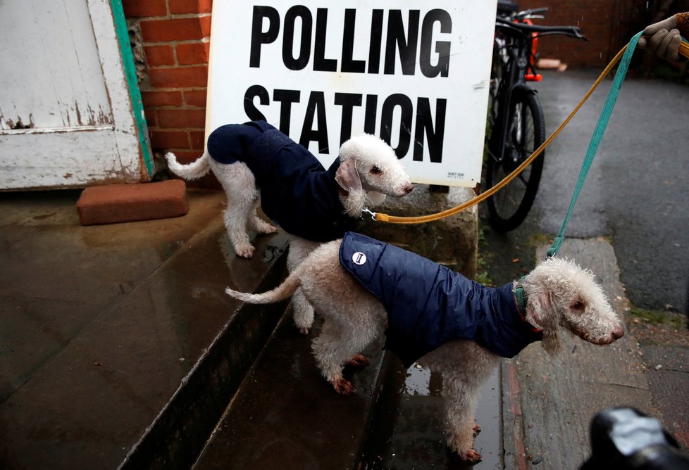 Předčasné volby v Británii: Lidé si k urnám rádi berou své mazlíčky (12. 12. 2019).