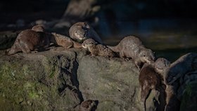 Vydří paterčata z Chester Zoo