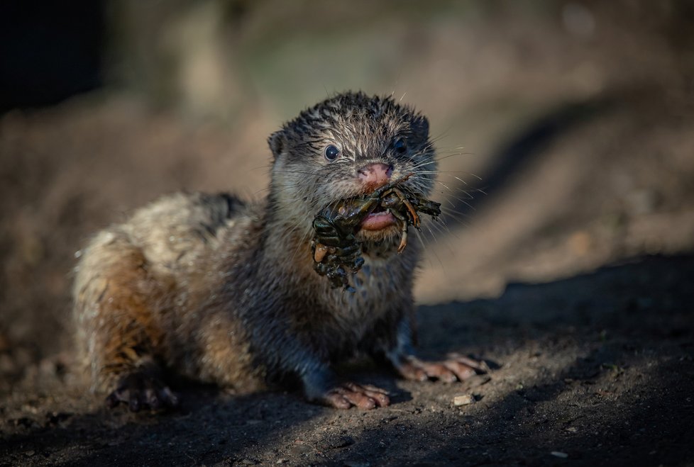 Vydří paterčata z Chester Zoo