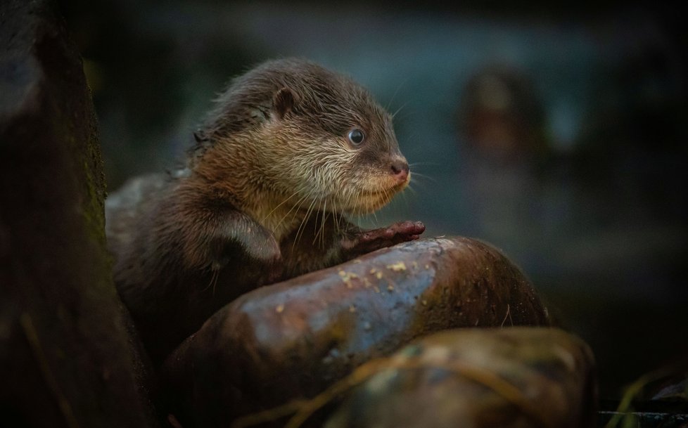 Vydří paterčata z Chester Zoo