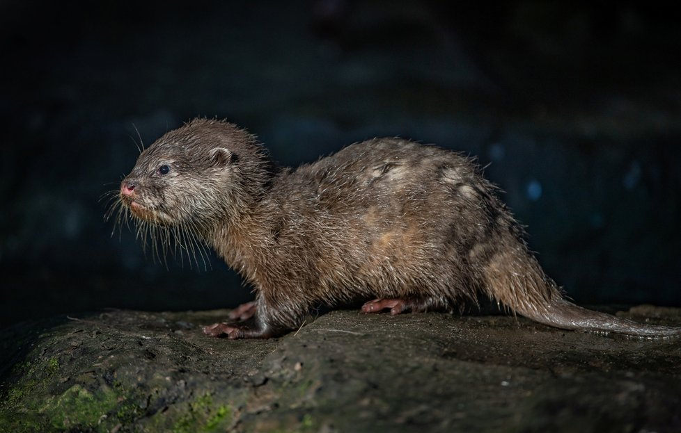 Vydří paterčata z Chester Zoo