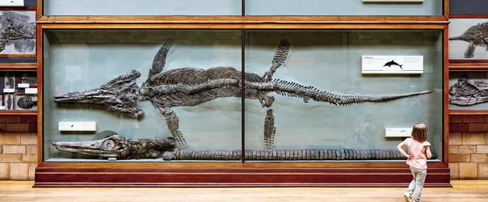Mary Anning nalezla tuto zkamenělou kostru ichtyosaura v roce 1832. Exemplář měří 6,83 metru. Hlavu na spodu vitríny našel její starší bratr Joseph v roce 1811. Přírodovědné muzeum v Londýně. Mary Anning nalezla tuto zkamenělou kostru ichtyosaura v roce 1832. Exemplář měří 6,83 metru. Hlavu na spodu vitríny našel její starší bratr Joseph v roce 1811. Přírodovědné muzeum v Londýně.