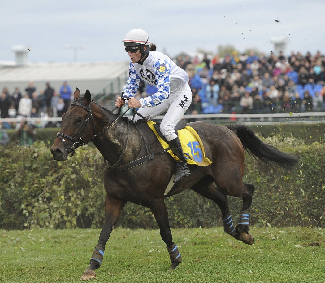 Kůň Rendez Vous a žokej Martin Liška na Velké pardubické