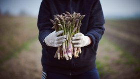 Český chřest od farmáře na Rohlik.cz