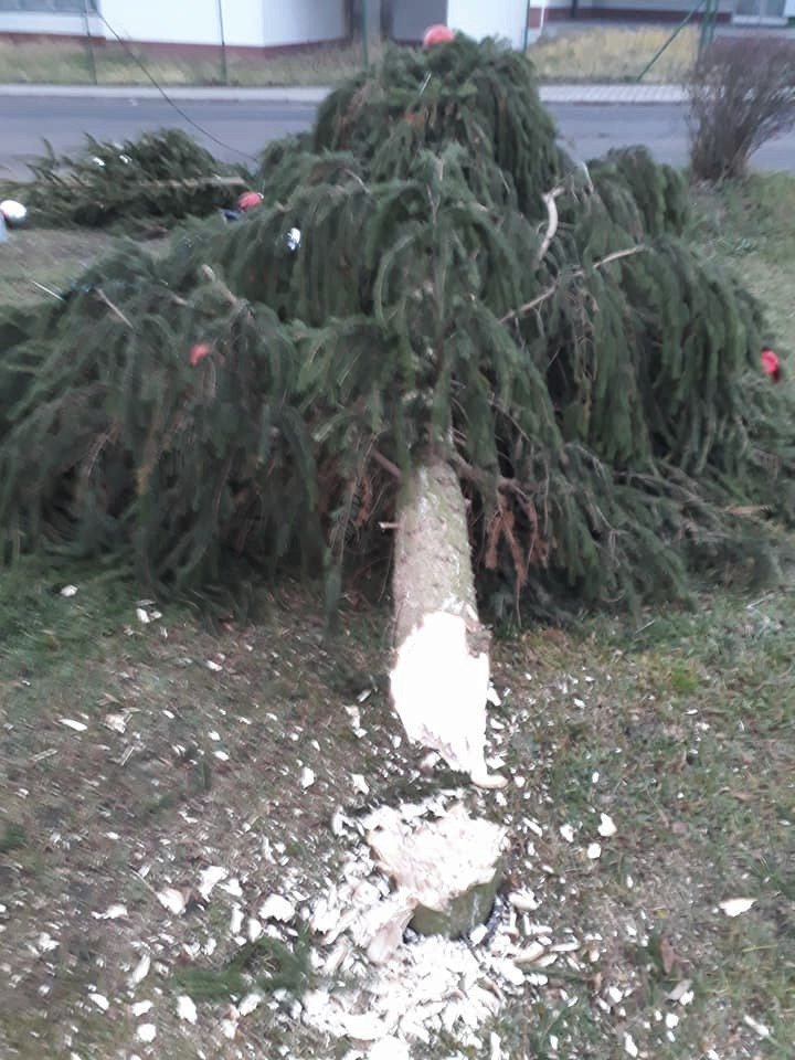 Neznámý vandal pokácel ve Velkém Březně vánoční stromeček.