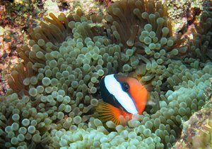 Velký bariérový útes v Austrálii pod je pod ochranou UNESCO. Potápění je tu opravdový zážitek.