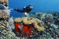 Austrálie zachraňuje unikátní útes. Na pomoc povolala vědce