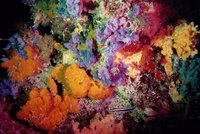 Největší korálový útes na světě bledne a umírá. Může za to globální oteplování?