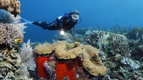 Mezi dalšími návrhy na záchranu Velkého bariérového útesu bylo pokrytí útesu miniaturními korály vyrobenými 3D tiskárnami, což by mohlo podpořit růst korálů, nebo také odběr a přemístění malých korálů na jiné místo.