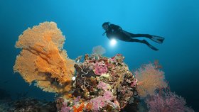 Korálové útesy vymírají. „Je to začátek planetární katastrofy,“ varuje vědec 