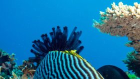 Velký bariérový útes v Austrálii je pod ochranou UNESCO. Potápění je tu opravdový zážitek.
