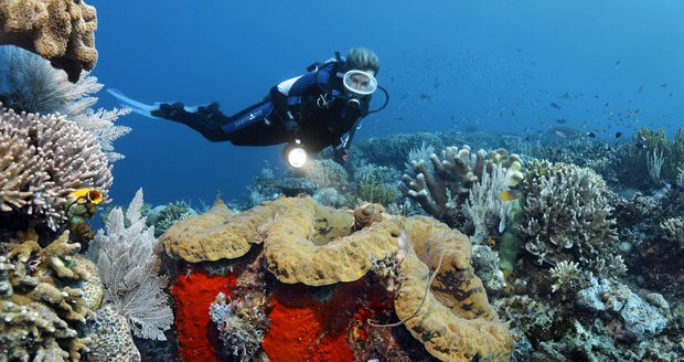 Austrálie zachraňuje unikátní útes. Na pomoc povolala vědce