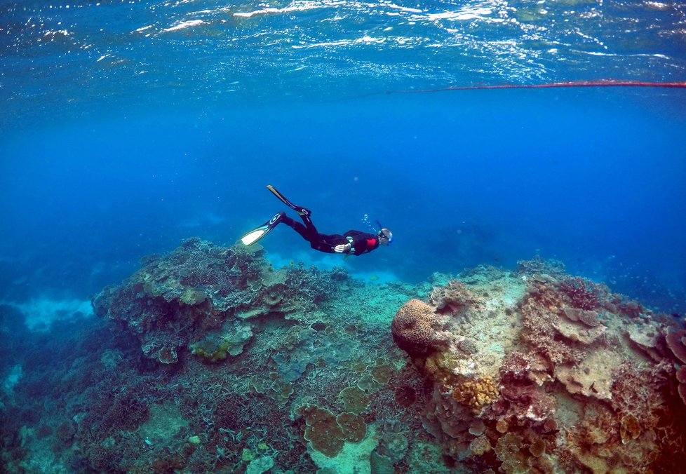 Velký bariérový útes v Austrálii je pod ochranou UNESCO. Potápění je tu opravdový zážitek.
