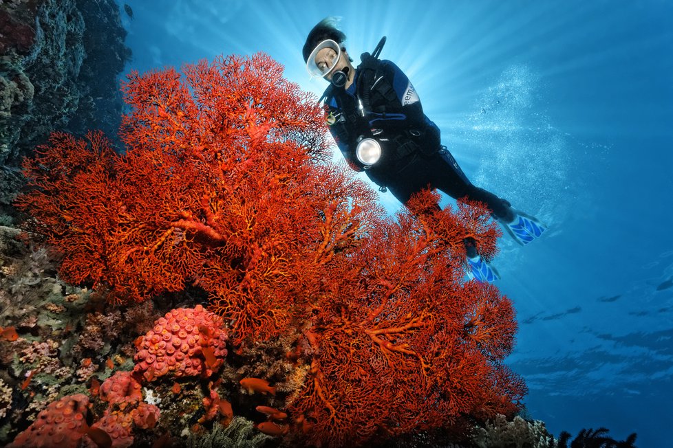 Velký bariérový útes v Austrálii pod je pod ochranou UNESCO. Potápění je tu opravdový zážitek.
