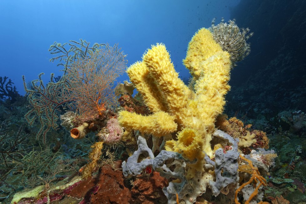 Velký bariérový útes je největší korálový útes na planetě.