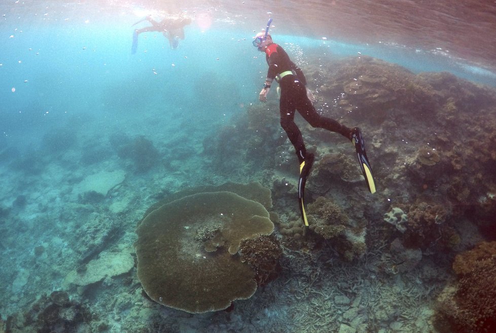 Velký bariérový útes v Austrálii pod je pod ochranou UNESCO. Potápění je tu opravdový zážitek.