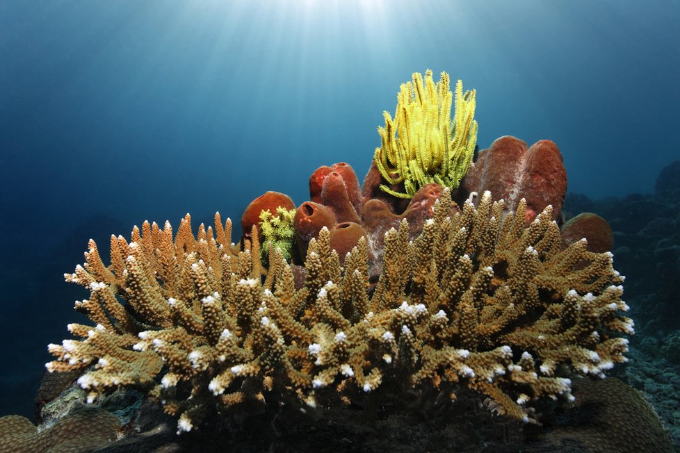 Velký bariérový útes je nejrozsáhlejší korálový ekosystém na Zemi.