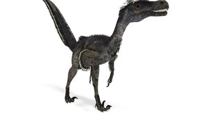 Dinosauři: Děsivý lovec Velociraptor mongoliensis