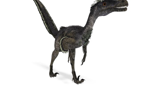 Dinosauři: Děsivý lovec Velociraptor mongoliensis