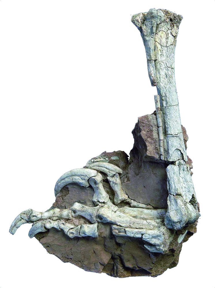 Drápy dromeosauridů byly srpovité a značně ostré