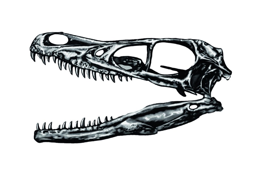 Lebka velociraptora dlouhá kolem 23 cm byla protáhlá a velmi štíhlá