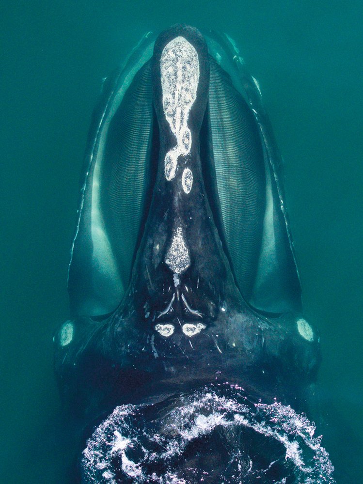 Hlava velryby černé. Druh patří mezi kosticovce, kteří cedí z vody drobnou potravu