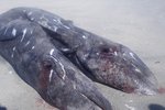 Na mexické pobřeží moře vyvrhlo mrtvolu dvouhlavé velryby.