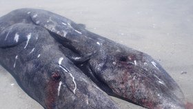 Na mexické pobřeží moře vyvrhlo mrtvolu dvouhlavé velryby.
