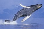 Peníze z rozpočtu českého státu jdou i na záchranu velryb