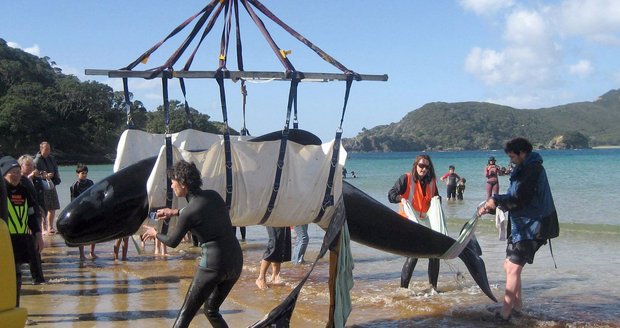 Nový Zéland: Podařilo se zachránit pouhých 11 velryb...