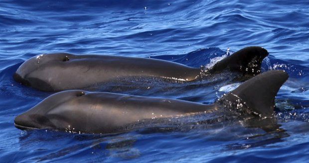 Křížence velryby s delfínem objevili vědci u Havajských ostrovů.