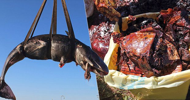 Talíře, tašky i kabely. Žaludek velryby ukrýval 22 kilogramů plastů, uhynula ona i mládě 