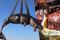 Talíře, tašky i kabely. Žaludek velryby ukrýval 22 kilogramů plastů, uhynula ona i mládě