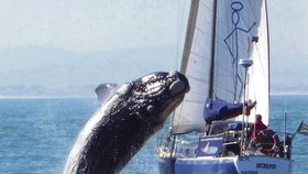 Šokující záběry velryby demolující jachtu.