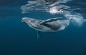 Keporkak je jedním z velkých druhů velryb. Měří až 15 metrů a váží 25 tun