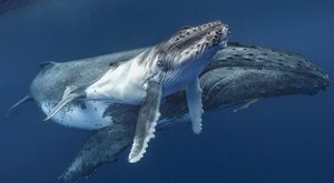 Velryby a klima: Jak kytovci dostali cenovku