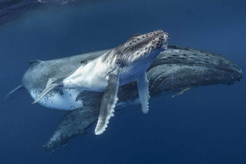 V oceánech dnes žije asi 1,3 milionu velkých velryb