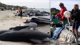 Stovky velryb opět zabloudily na mělčinu: Kulohlavci se dokázali sami zachránit