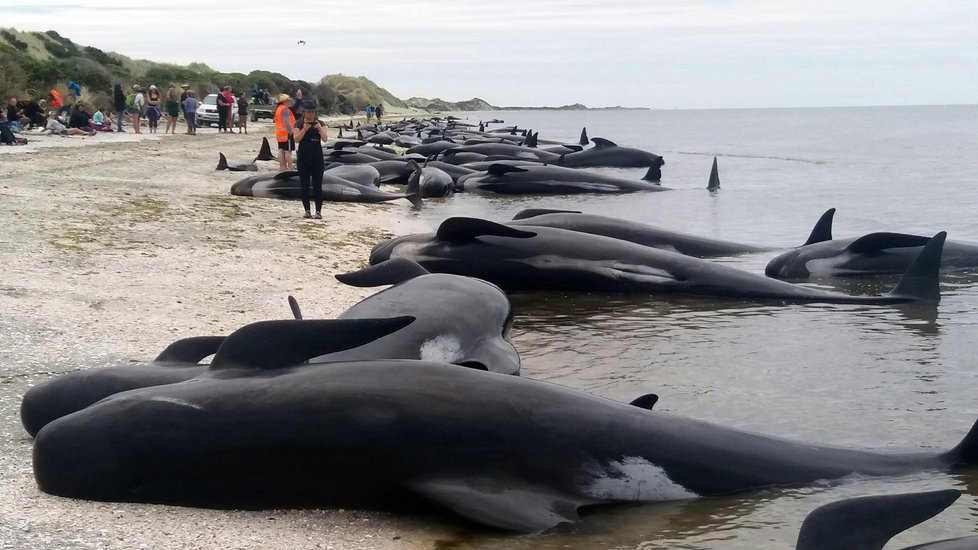 Na Novém Zélandu museli tento týden řešit již druhý případ uvíznutých zvířat na pláži.